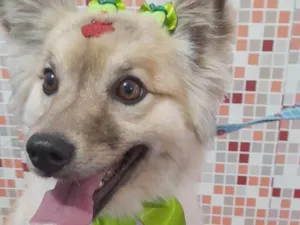 Cachorro raça  idade 3 anos nome Lully