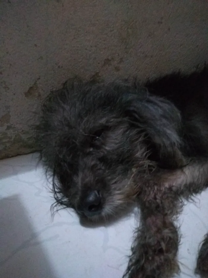 Cachorro ra a Poodle standart  idade 3 anos nome Star Wars 