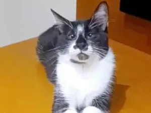 Gato raça srd frajolinha idade 1 ano nome AIKA