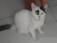 Manchinha