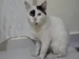 Manchinha