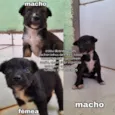 Lessy, Zeca e Scooby