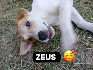 Cachorro raça SRD-ViraLata idade 2 a 6 meses nome Zeus