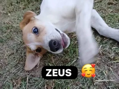 Cachorro raça SRD-ViraLata idade 2 a 6 meses nome Zeus