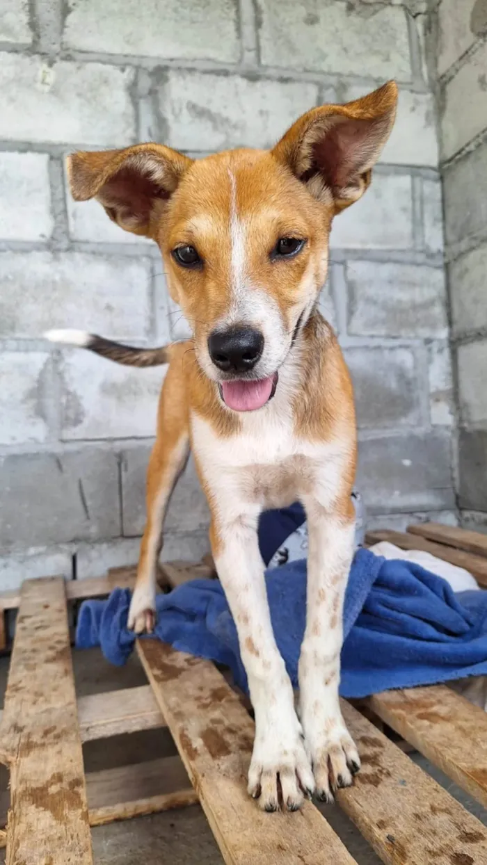 Cachorro ra a SRD-ViraLata idade 2 a 6 meses nome Bidu