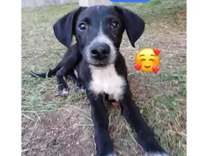 Cachorro raça SRD-ViraLata idade 2 a 6 meses nome Pipo