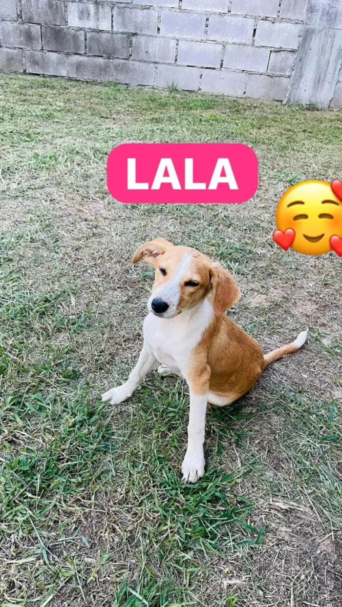 Cachorro ra a SRD-ViraLata idade 2 a 6 meses nome Lalá