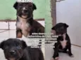 Lessy, Zeca e Scooby