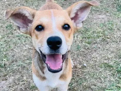 Cachorro raça SRD-ViraLata idade 2 a 6 meses nome Bidu