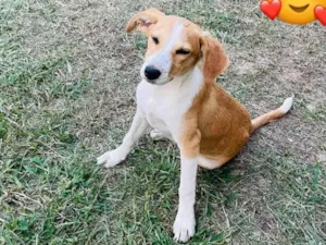Cachorro raça SRD-ViraLata idade 2 a 6 meses nome Lalá
