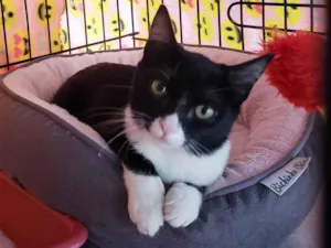 Gato raça SRD-ViraLata idade 2 a 6 meses nome Pilar