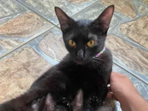 Gato raça SRD-ViraLata idade Abaixo de 2 meses nome Gatinhos para doação