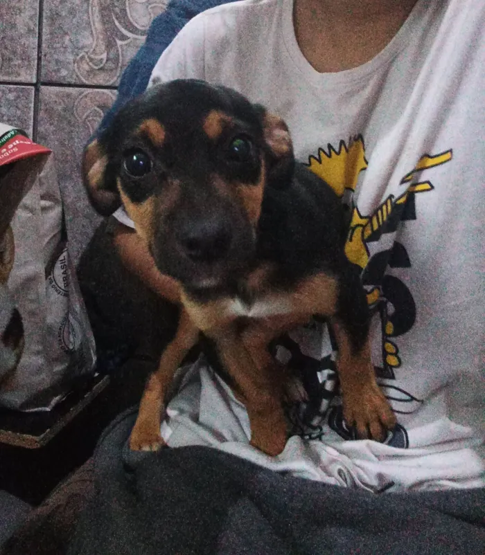 Cachorro ra a SRD-ViraLata idade 2 a 6 meses nome Rocky