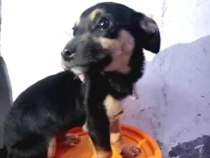 Cachorro raça SRD-ViraLata idade 2 a 6 meses nome Rocky