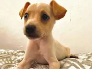 Cachorro raça SRD-ViraLata idade 2 a 6 meses nome Paçoca