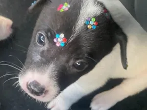 Cachorro raça SRD-ViraLata idade 2 a 6 meses nome Jasmin