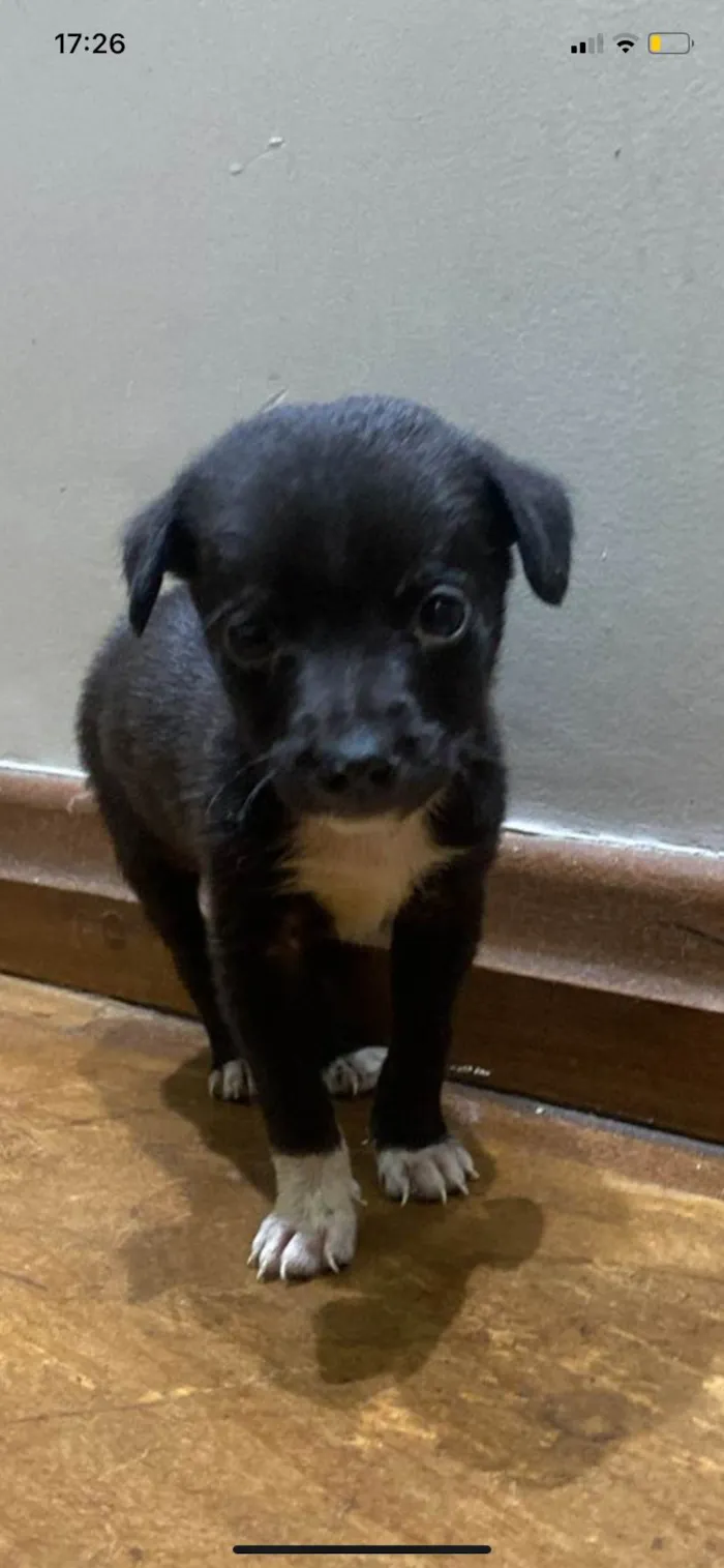 Cachorro ra a SRD-ViraLata idade 2 a 6 meses nome Pituco