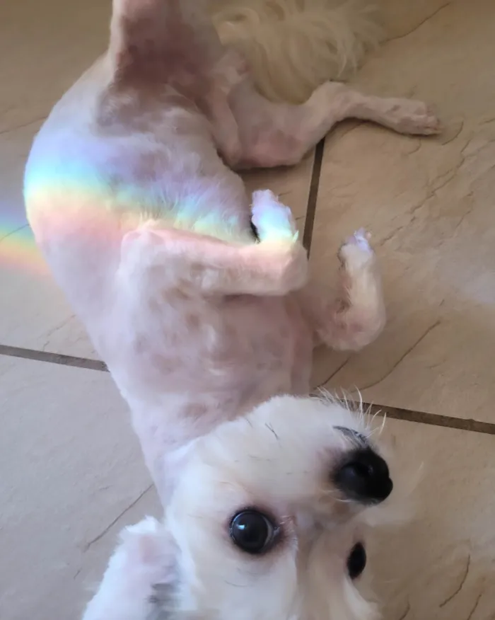 Cachorro ra a Biewer  idade 1 ano nome Niko