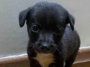 Cachorro raça SRD-ViraLata idade 2 a 6 meses nome Pituco