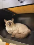 Tom