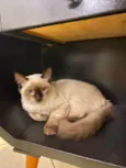 Tom