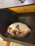 Tom