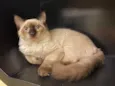 Tom