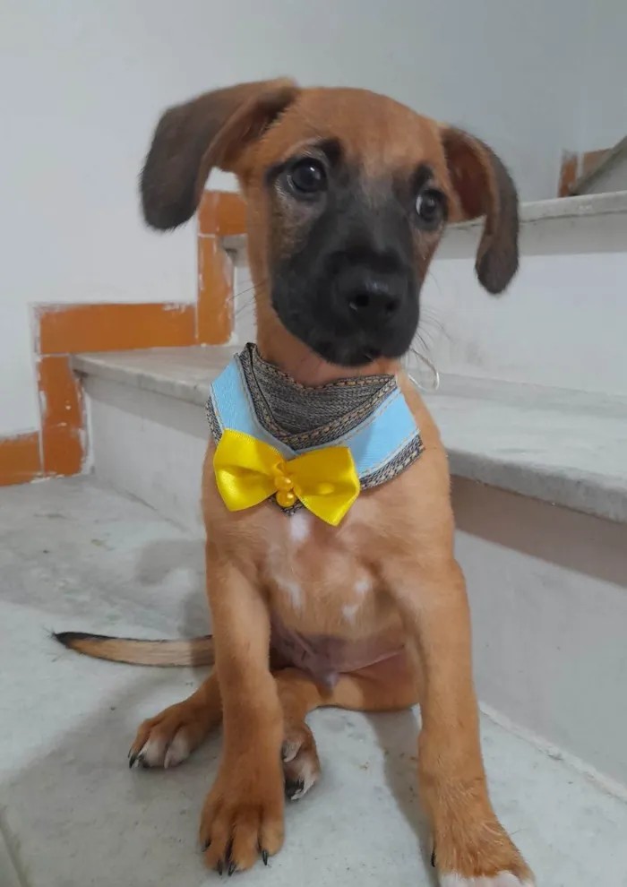 Cachorro ra a SRD-ViraLata idade 2 a 6 meses nome Valentino e Dior