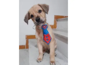 Cachorro raça SRD-ViraLata idade 2 a 6 meses nome Valentino e Dior