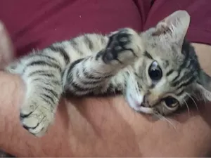 Cachorro raça SRD-ViraLata idade 2 a 6 meses nome Thor 