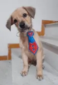 Valentino e Dior