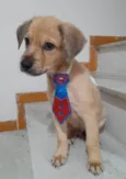 Valentino e Dior