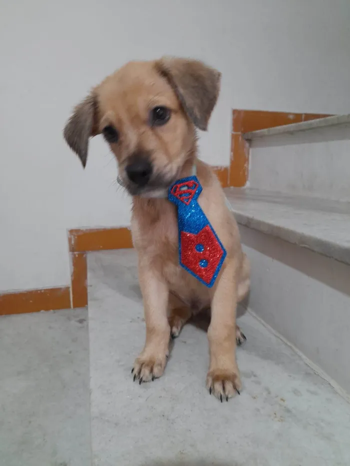 Cachorro ra a SRD-ViraLata idade 2 a 6 meses nome Valentino e Dior