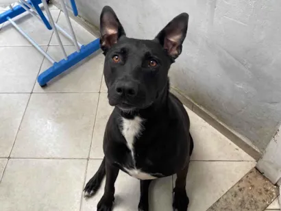 Cachorro raça Pit-Bull com pastor belga idade 5 anos nome Kali