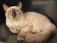 Tom