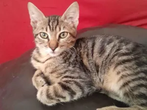 Gato raça SRD-ViraLata idade 2 a 6 meses nome Thor 