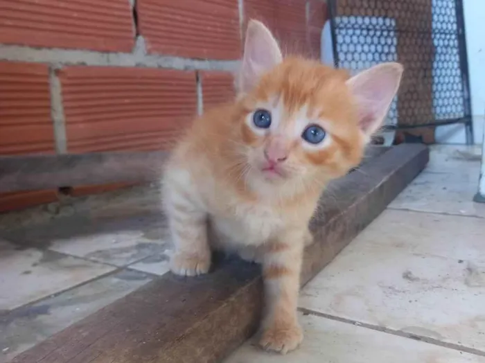 Gato ra a SRD idade Abaixo de 2 meses nome Mia 