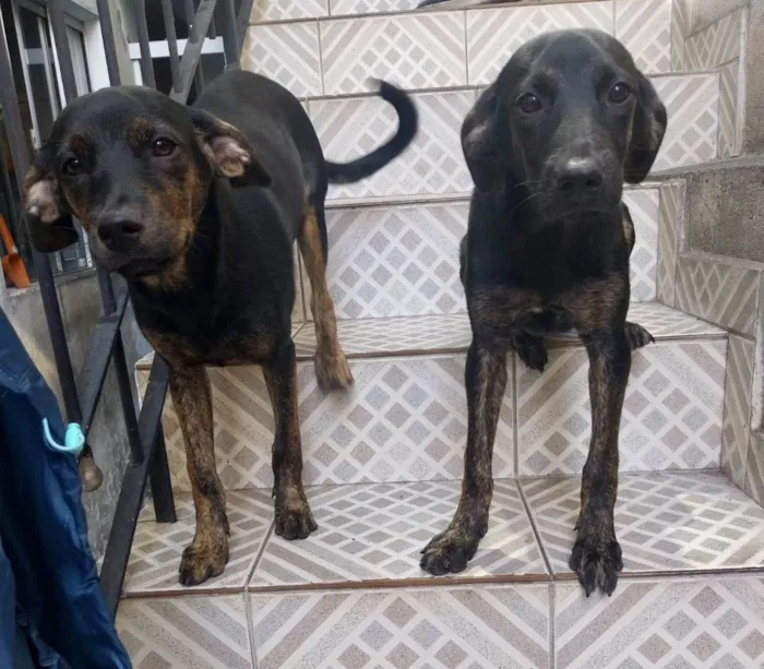 Cachorro ra a SRD-ViraLata idade 2 a 6 meses nome Maya