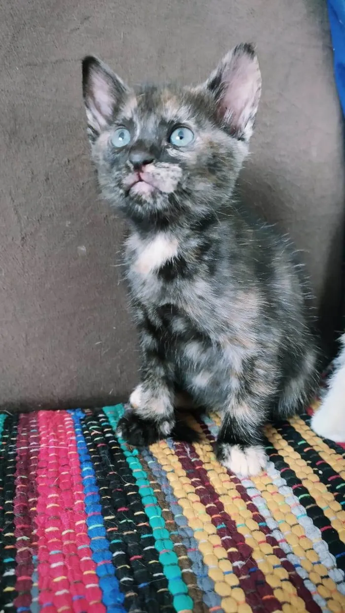 Gato ra a SRD-ViraLata idade Abaixo de 2 meses nome Filhotes