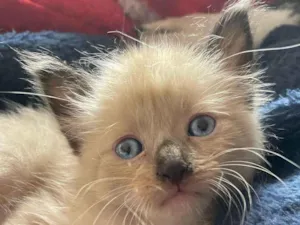 Gato raça SRD-ViraLata idade 2 a 6 meses nome Paçoquinha 