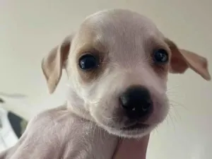 Cachorro raça Pinscher idade 2 a 6 meses nome Sem nome
