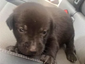 Cachorro raça SRD-ViraLata idade 2 a 6 meses nome Thor
