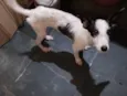 Magali