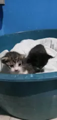 Gatinhos