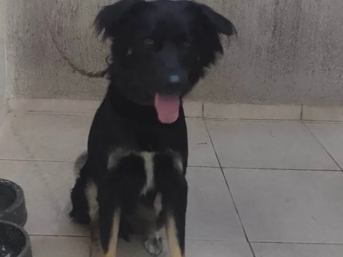 Cachorro ra a Rottweiler/ pastor belga idade 2 anos nome Spaike 