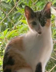 DUQUESA