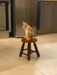 PIRULITO