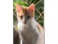 PIRULITO