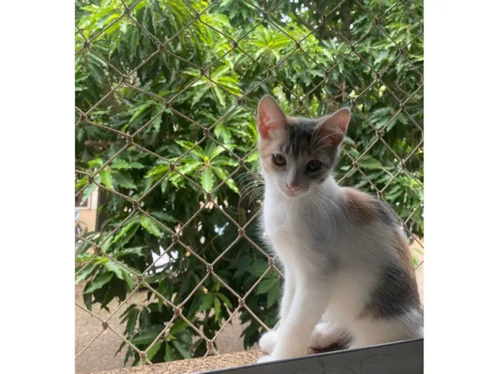 Gato ra a SRD idade 2 a 6 meses nome PIRULITA