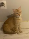 PITANGA